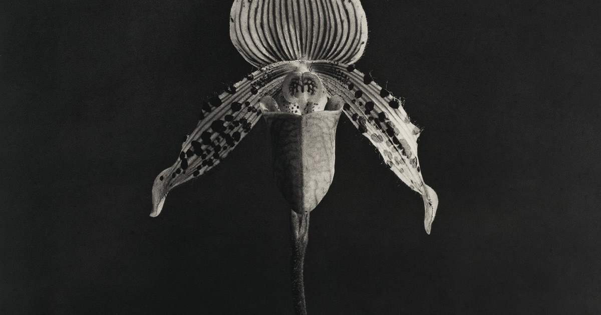 アート・デザイン・音楽 ROBERT MAPPLETHORPE EARLYWORKS Robert Mapplethorpe: Early Works 1970-1974 – John Cheim [1st Ed